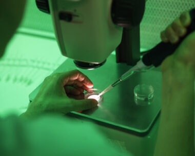 Γονιμοποίηση