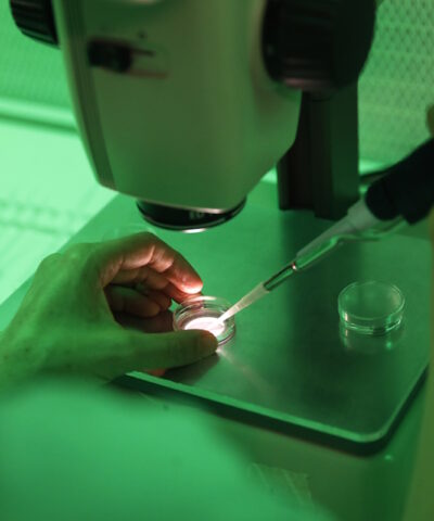 Γονιμοποίηση