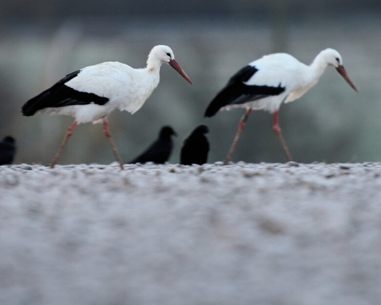 Συναγερμός για την γρίπη των πτηνών στην Ισπανία – 400 πελαργοί βρέθηκαν νεκροί κοντά στη Μαδρίτη