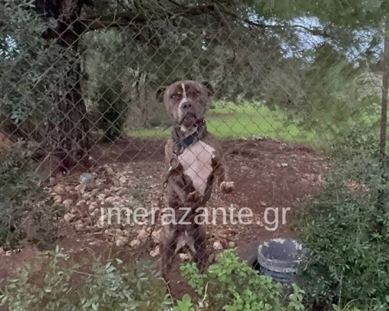 Ζάκυνθος: Συνελήφθησαν οι γονείς του 2χρονου αγοριού που πέθανε μετά από επίθεση σκύλου – «Πάει το παιδάκι μου» είπε συντετριμμένος ο πατέρας