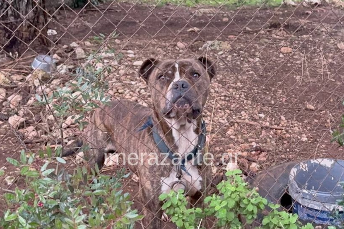 Το σκυλί της οικογένειαε