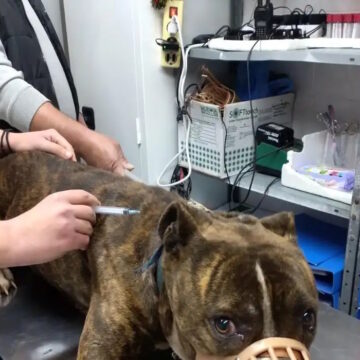 Το πίτμπουλ που κατασπάραξε το αγοράκι στη Ζάκυνθο