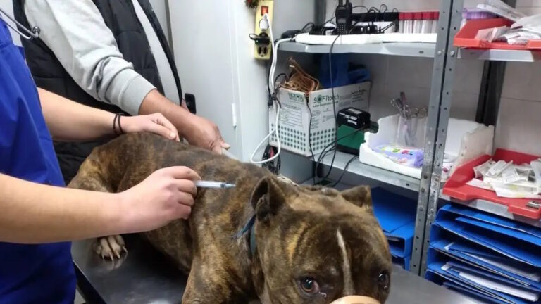 Το πίτμπουλ που κατασπάραξε το αγοράκι στη Ζάκυνθο