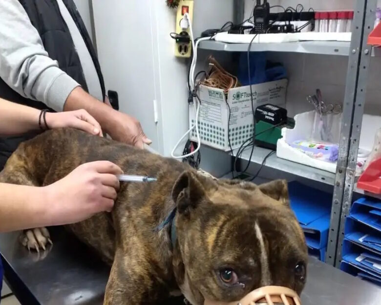 Ζάκυνθος: «Δεν μπορεί να εξημερωθεί» λέει η φιλοζωική για το πίτμπουλ που κατασπάραξε τον 2χρονο