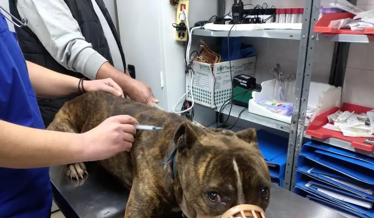 Το πίτμπουλ που κατασπάραξε το αγοράκι στη Ζάκυνθο