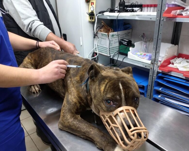 Ζάκυνθος: Στις 15:00 το τελευταίο αντίο στον 2χρονο – Σε κέντρο περίθαλψης αδέσποτων το πίτμπουλ που τον κατασπάραξε