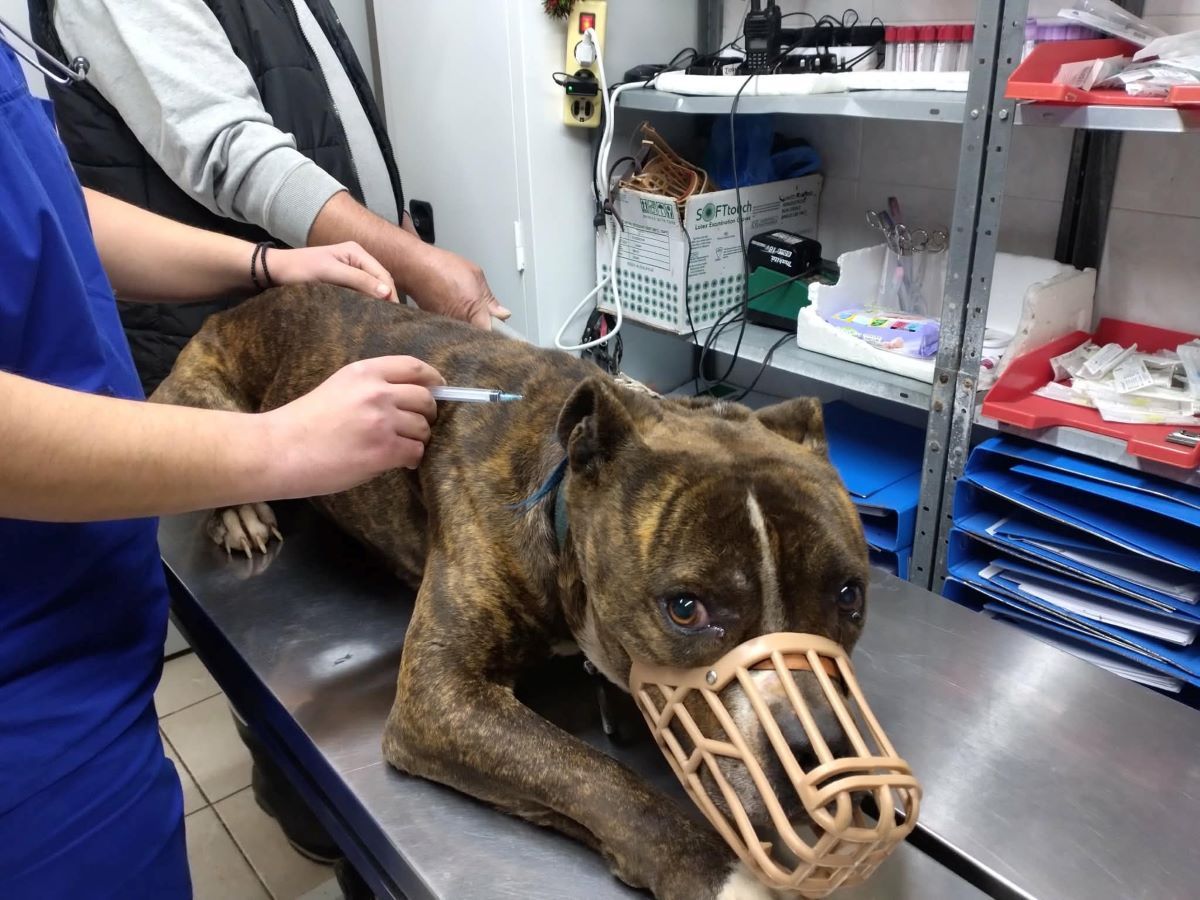 Επίθεση σκύλου στη Ζάκυνθο