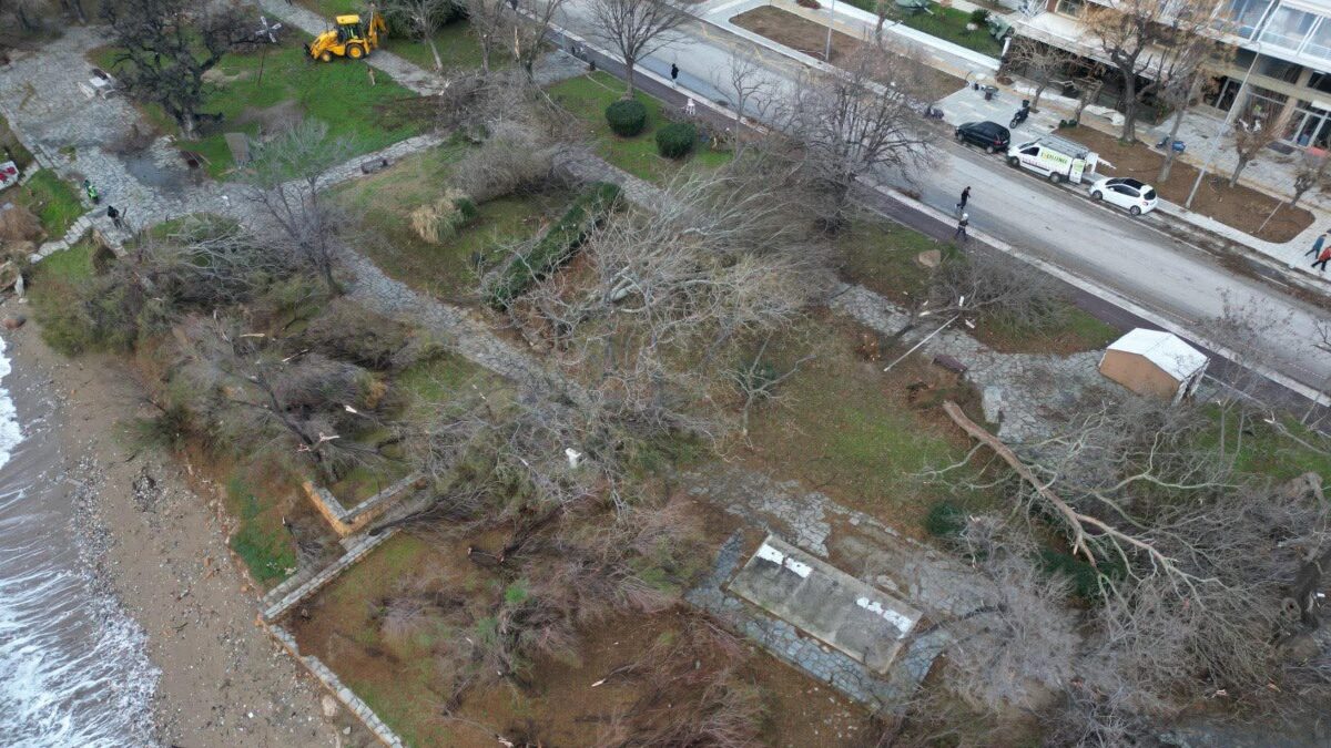 Πεσμένα δέντρα