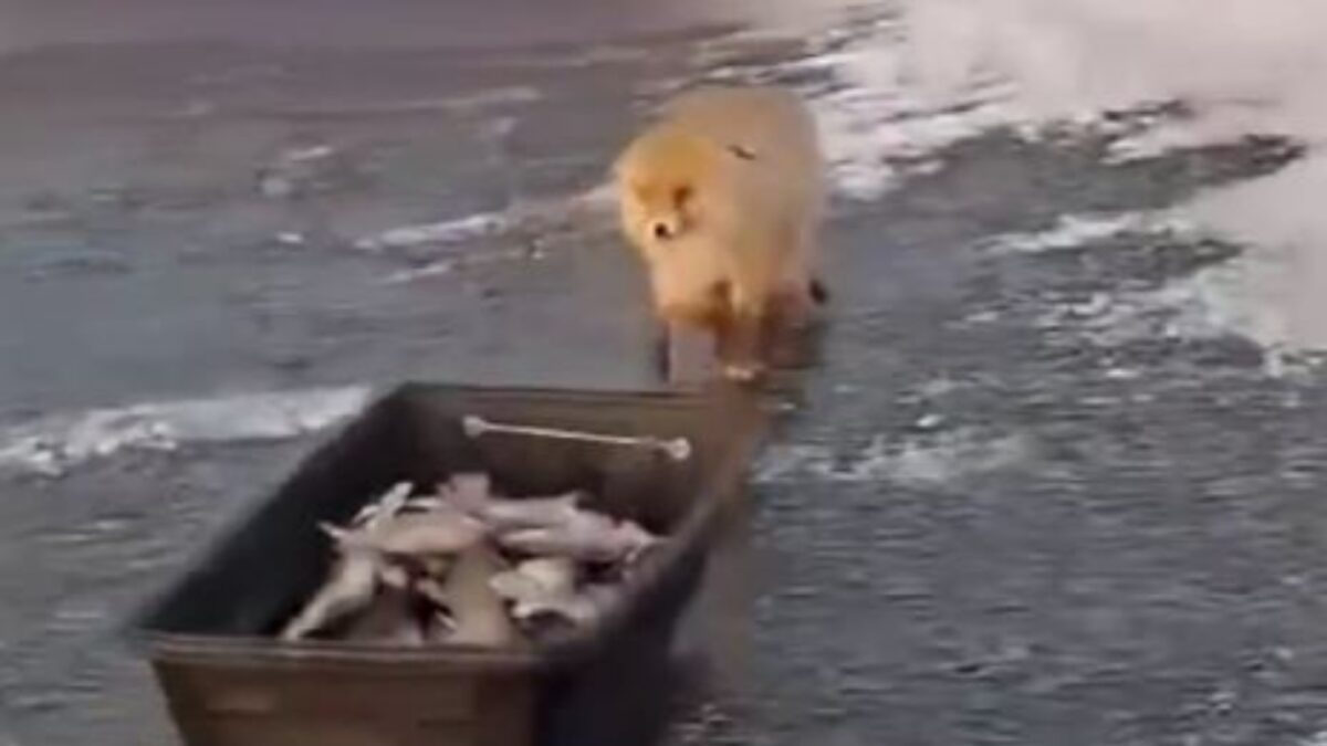 Αλεπού σέρνει έλκηθρο με ψάρια