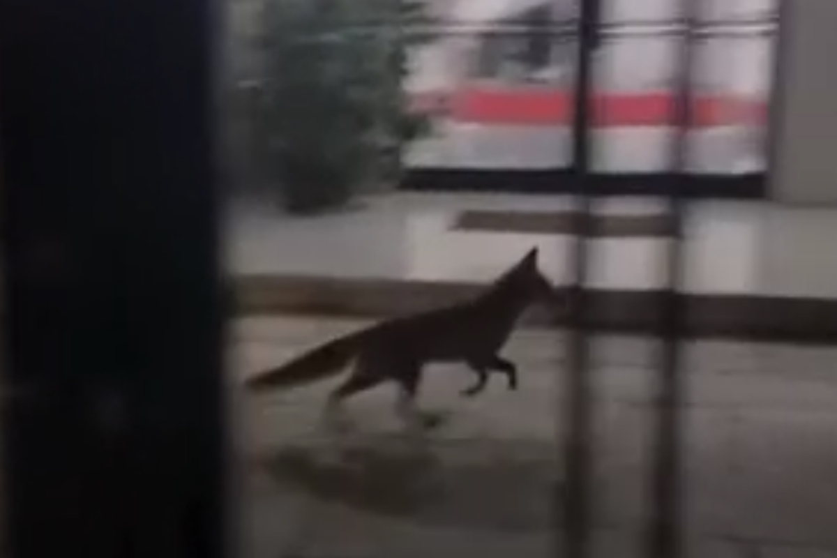 Μέγαρο Μαξίμου: Αλεπού «έκοβε βόλτες» στην αυλή του κτιρίου