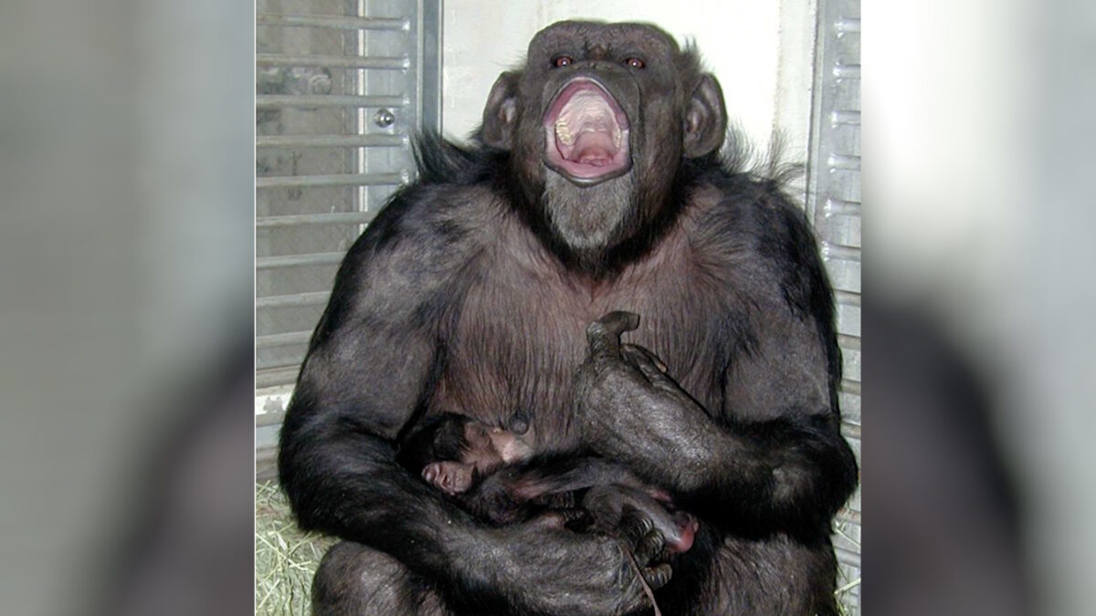 Η Ai, ο θηλυκός χιμπατζής που έμαθε εκατό αριθμούς και γράμματα, κρατάει το νεογέννητο μωρό της, Ayumu, στο Ινστιτούτο Έρευνας Πρωτευόντων Θηλαστικών του Πανεπιστημίου του Κιότο