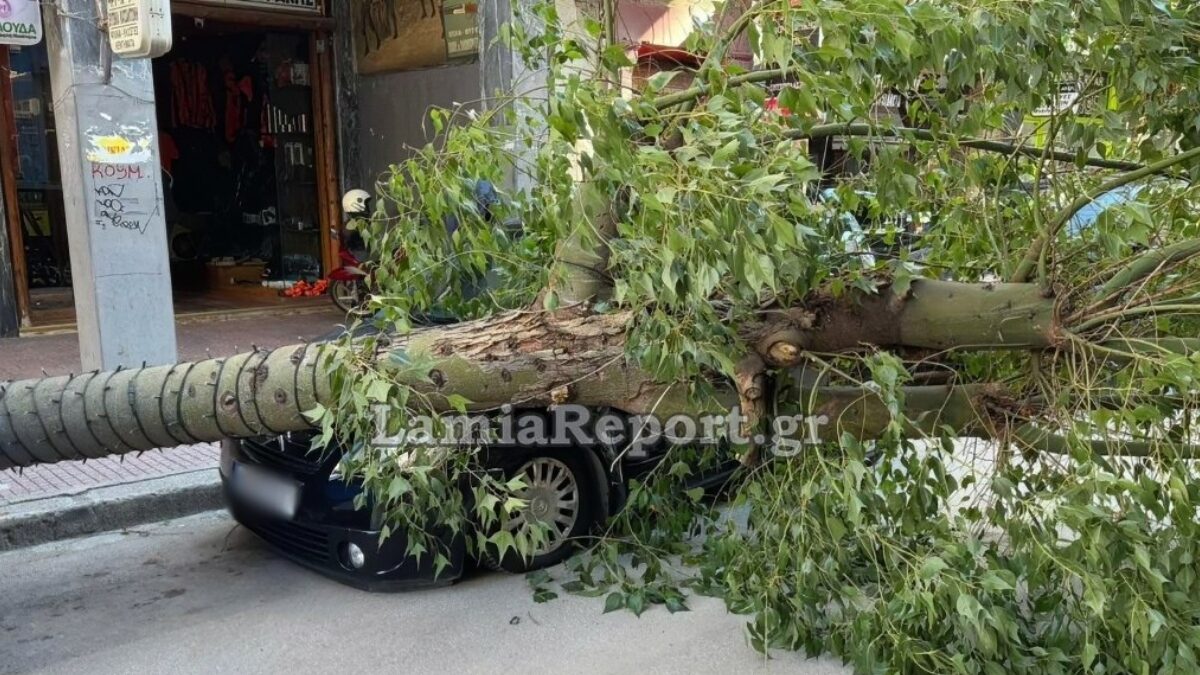 Ξεριζωμένο δέντρο