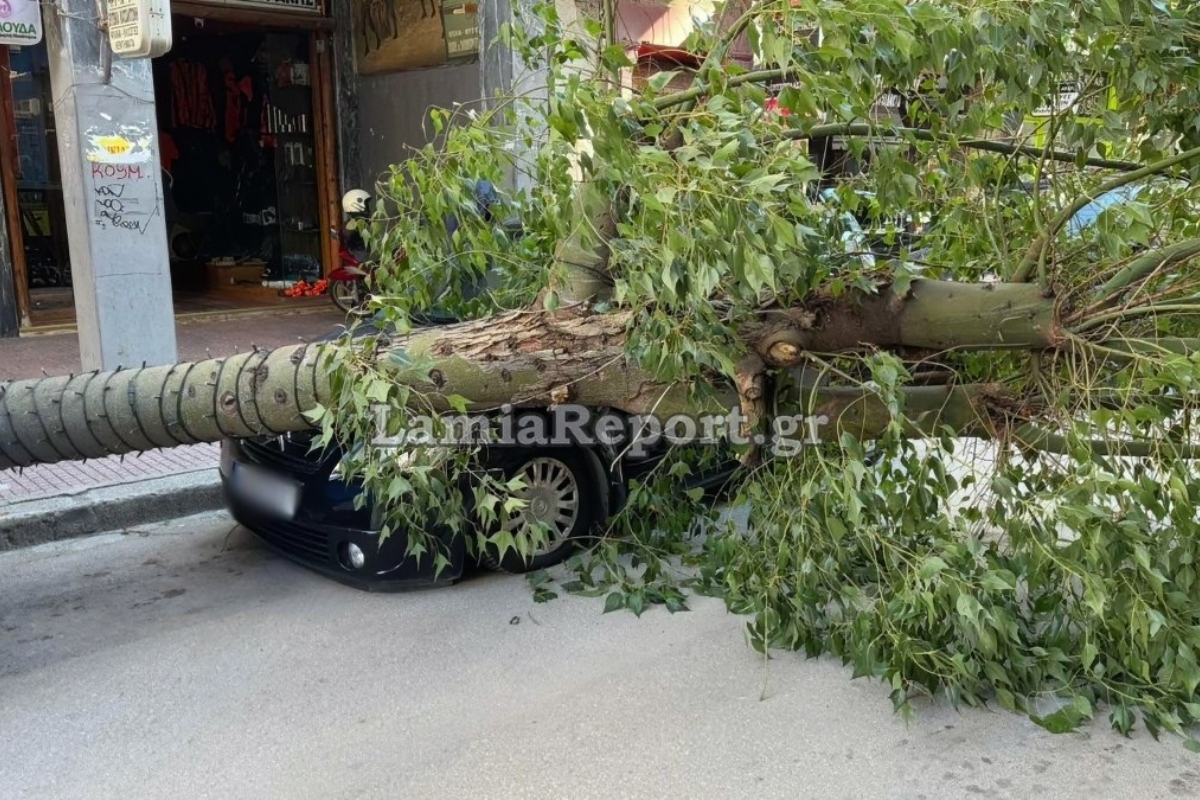 Ξεριζωμένο δέντρο