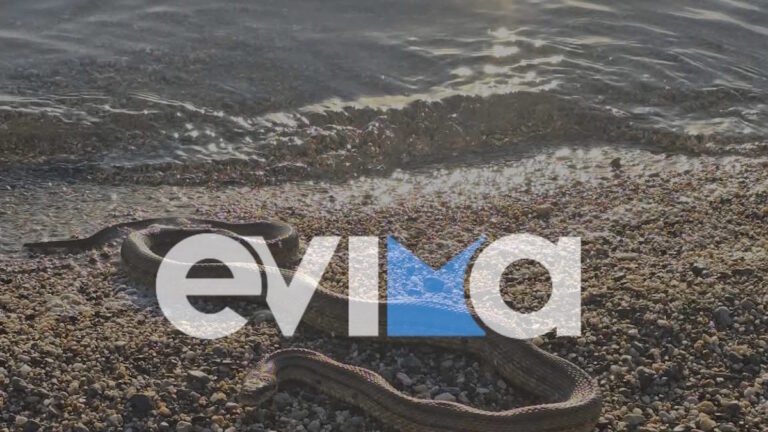 Φίδι στην Εύβοια