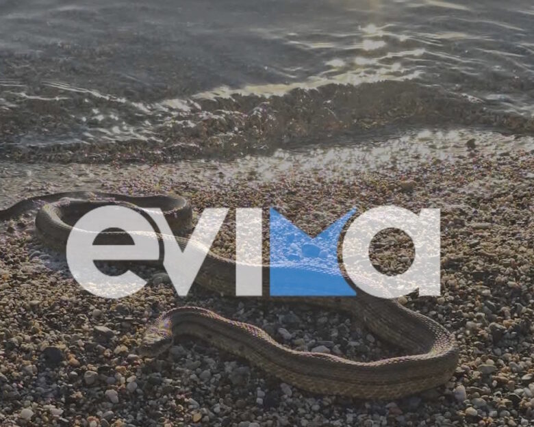 Φίδι στην Εύβοια