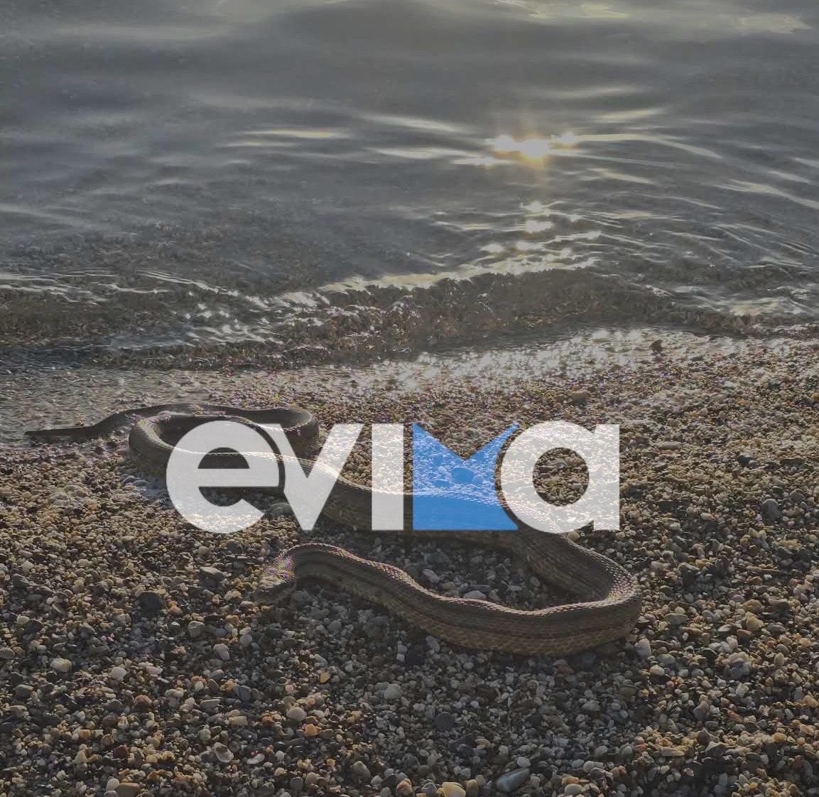 Φίδι στην Εύβοια