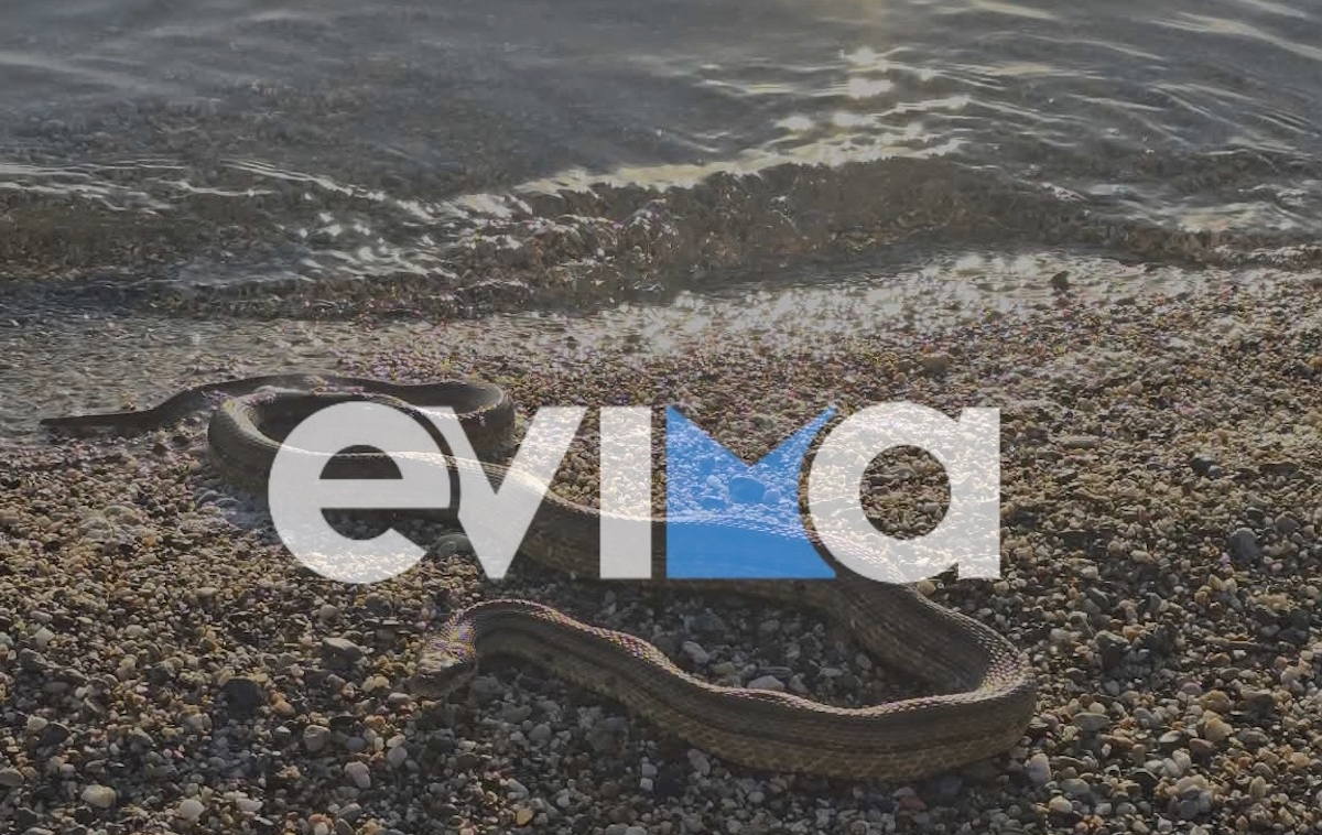 Φίδι στην Εύβοια