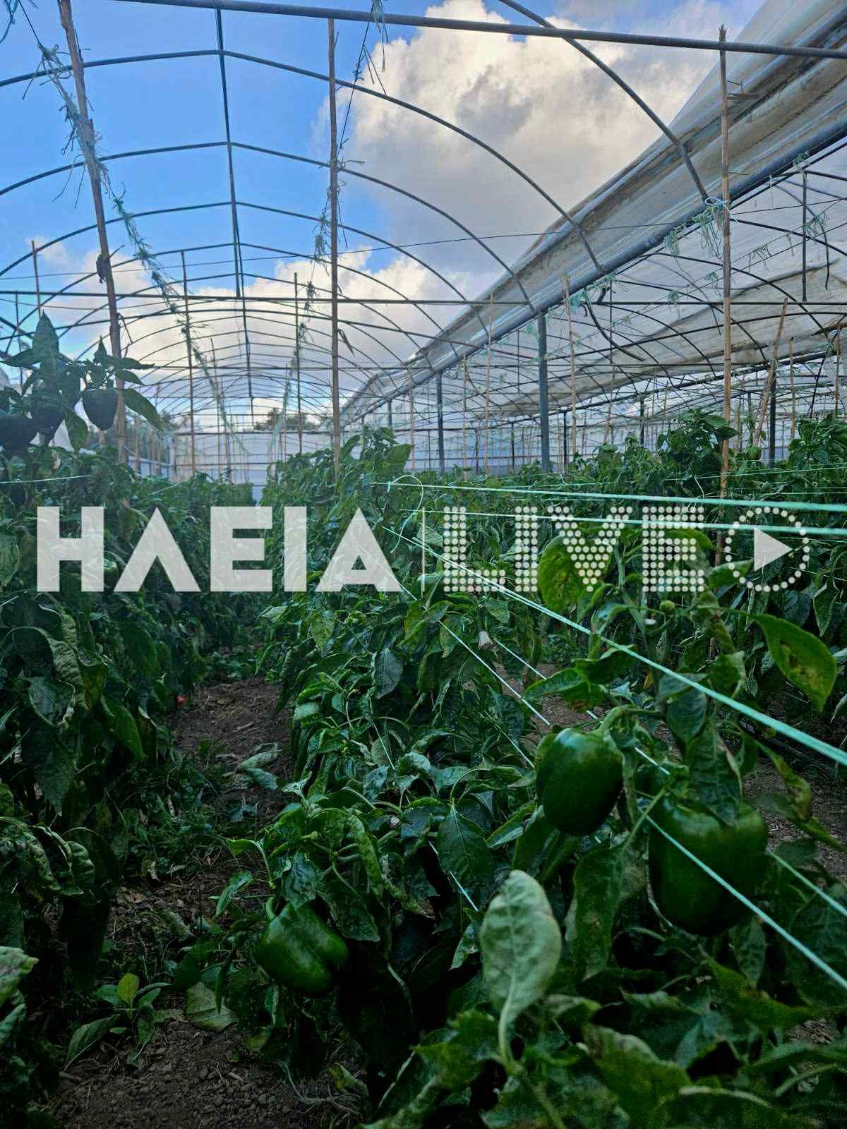 Θερμοκήπιο