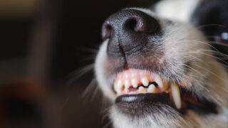 Dangerous angry dog. Aggressive puppy dog border collie baring teeth fangs looking aggressive dangerous. Guardian growling scary dog ready for attack. Pet infected by rabies.