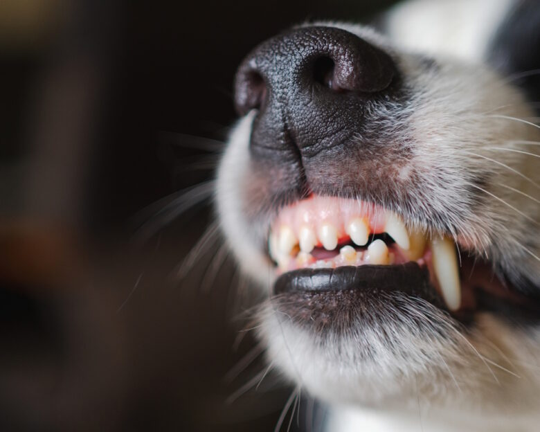 Dangerous angry dog. Aggressive puppy dog border collie baring teeth fangs looking aggressive dangerous. Guardian growling scary dog ready for attack. Pet infected by rabies.
