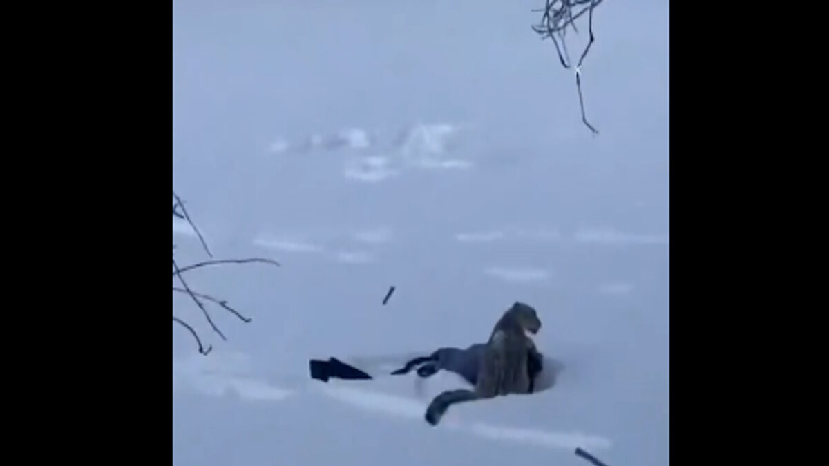 Σπάνια λεοπάρδαλη του χιονιού στην Κίνα δάγκωσε γυναίκα που προσπάθησε να βγάλει σέλφι με το άγριο ζώο