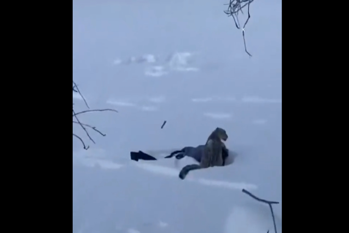 Σπάνια λεοπάρδαλη του χιονιού στην Κίνα δάγκωσε γυναίκα που προσπάθησε να βγάλει σέλφι με το άγριο ζώο