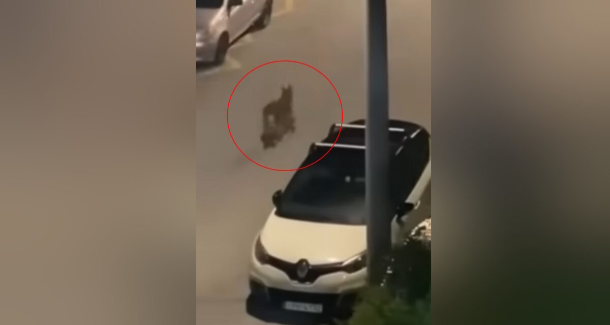 Λύκος στο Χαϊδάρι