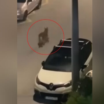 Λύκος στο Χαϊδάρι