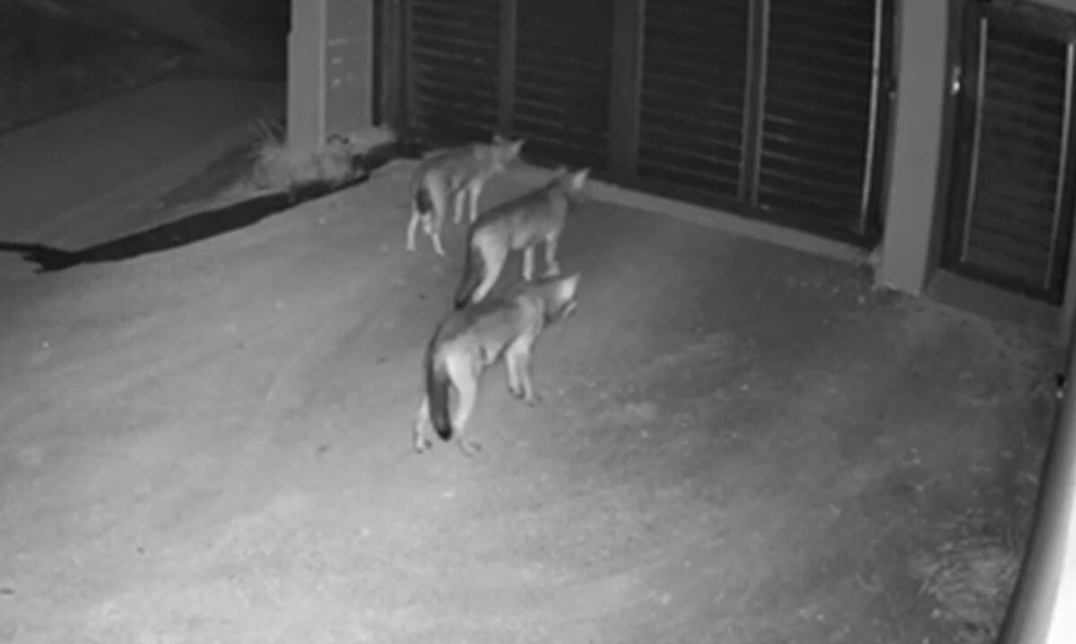Λύκοι έξω από σπίτι στο Πανόραμα Θεσσαλονίκης