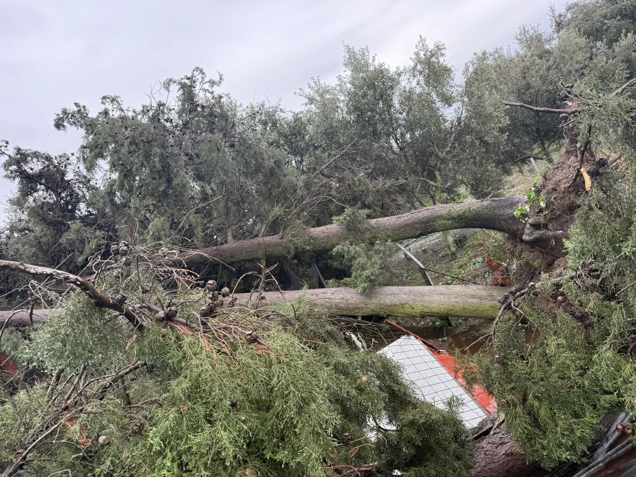 Ανεμοστρόβιλος «σάρωσε» το Μεσολόγγι