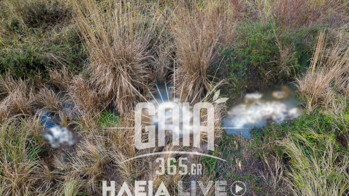 Νεκρά πρόβατα στον Αλφειό