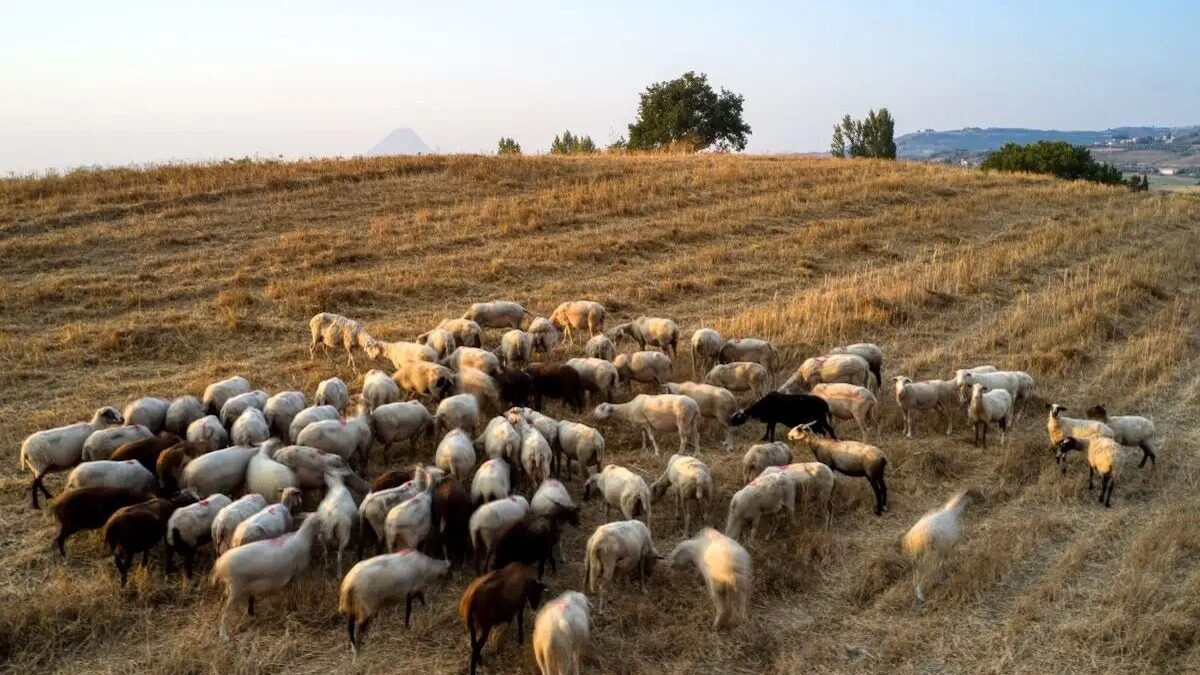 Έχουν θανατωθεί 470.274 αιγοπρόβατα λόγω ευλογιάς