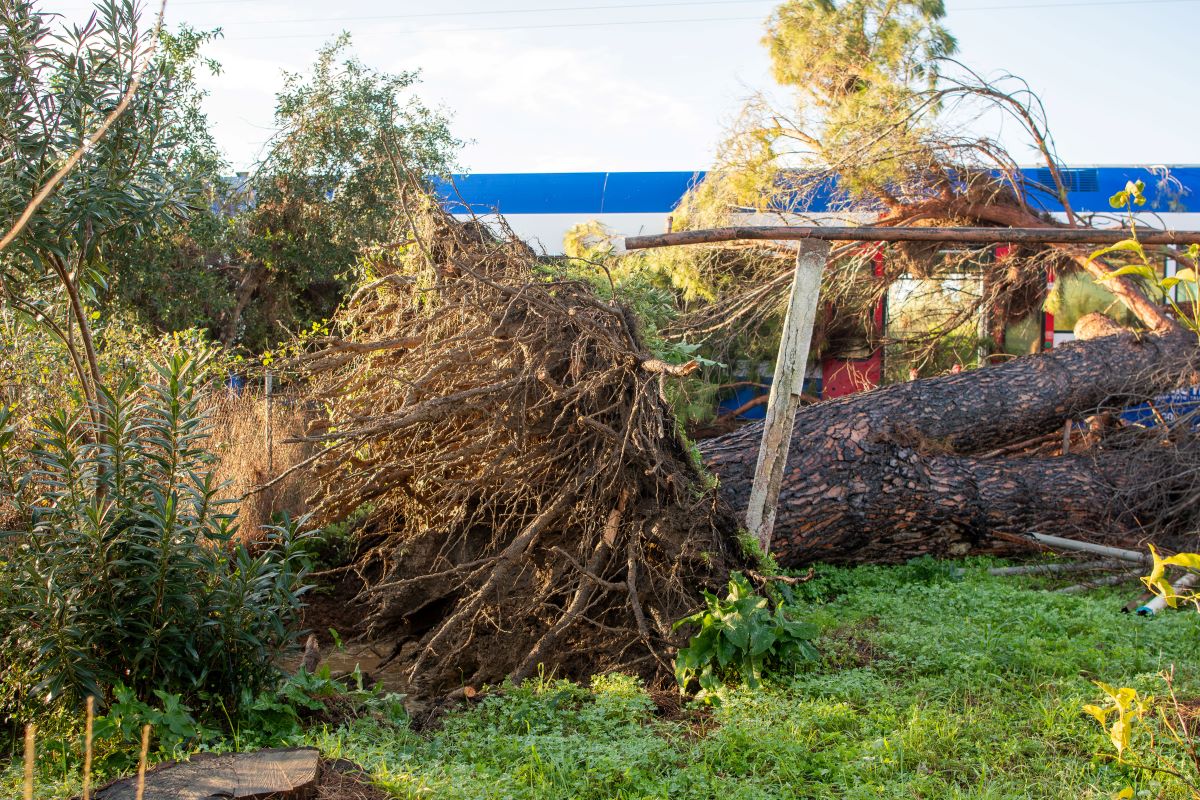 Πτώση δέντρου πάνω σε τρένο στο Κατάκολο
