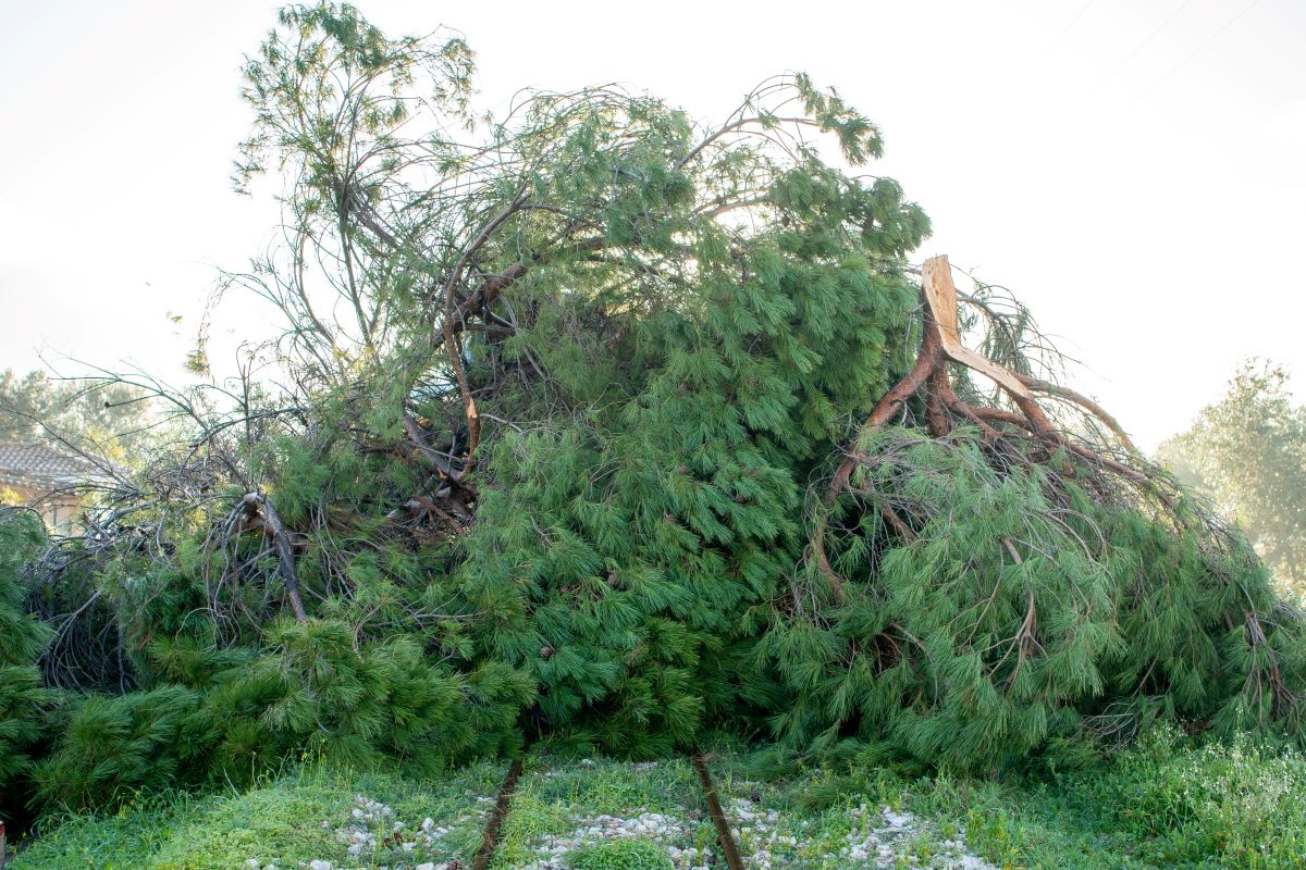 Πτώση δέντρου στις γραμμές του τρένου