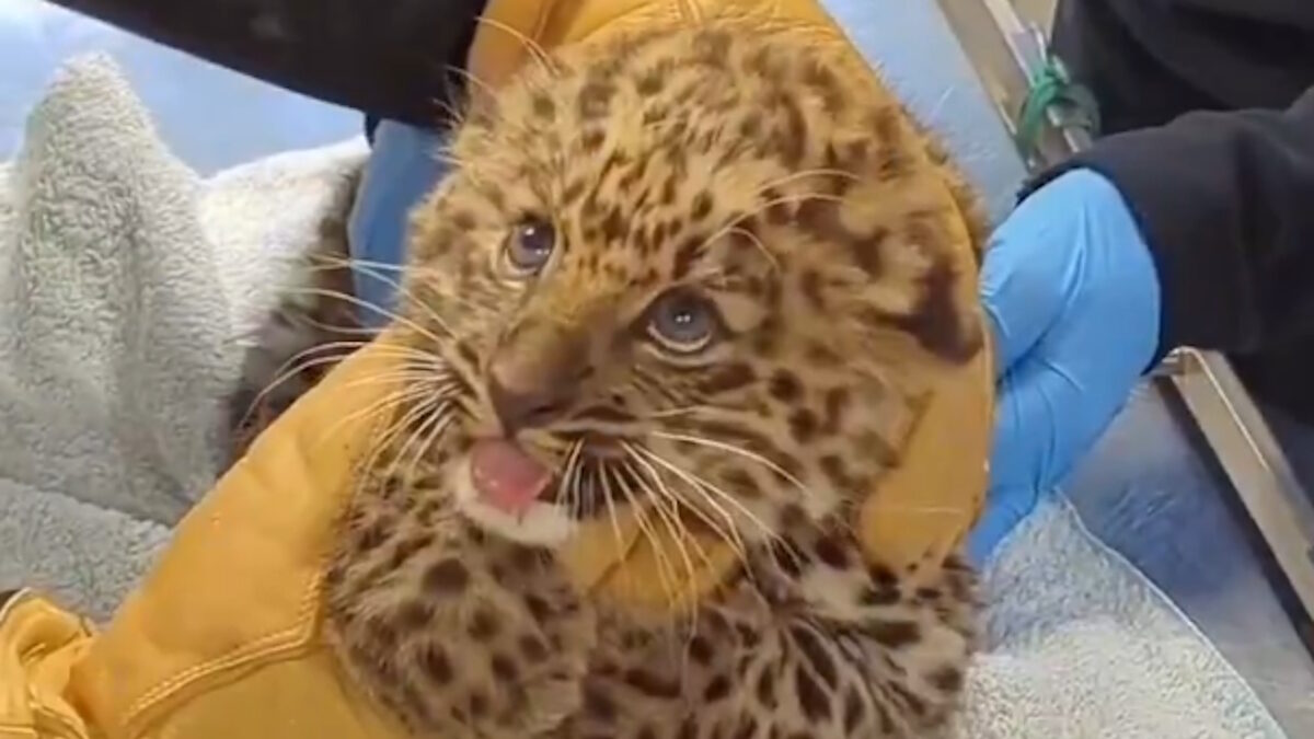 Μικρή τίγρη