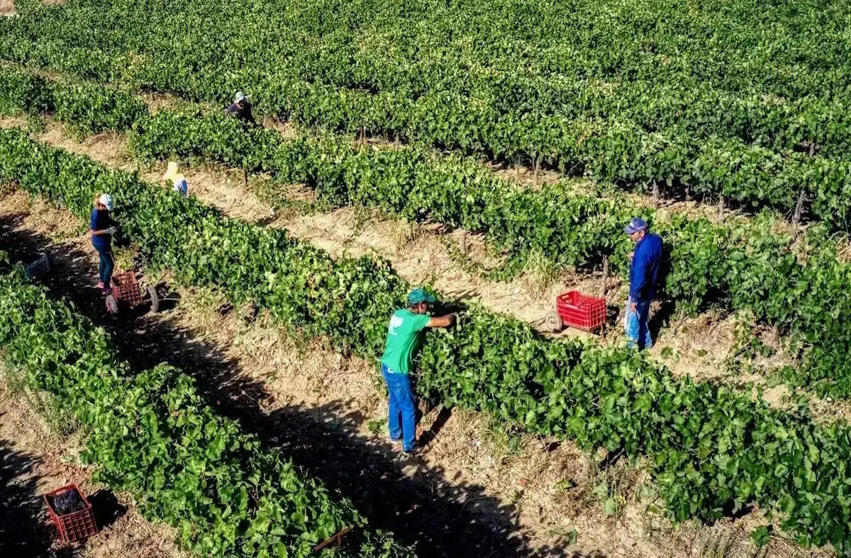 ΑΝΤΩΝΗΣ ΝΙΚΟΛΟΠΟΥΛΟΣ