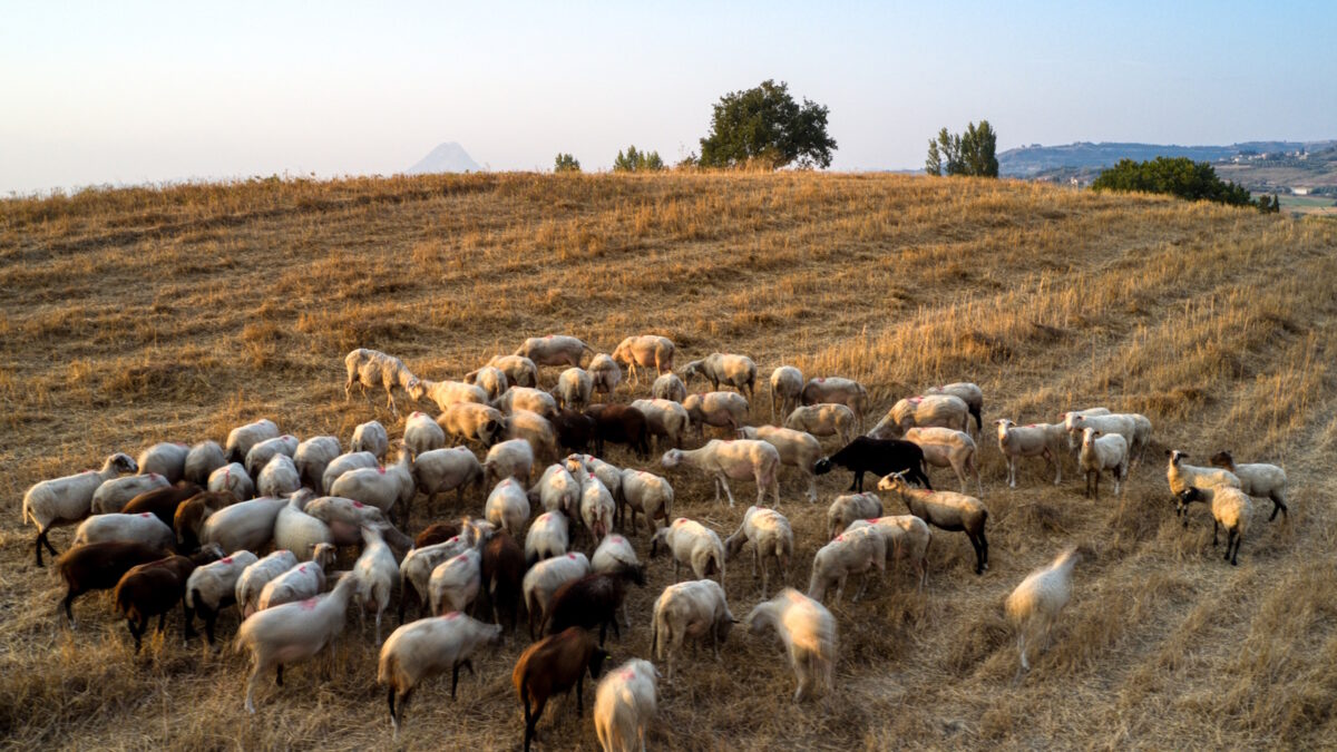 Αιγοπρόβατα
