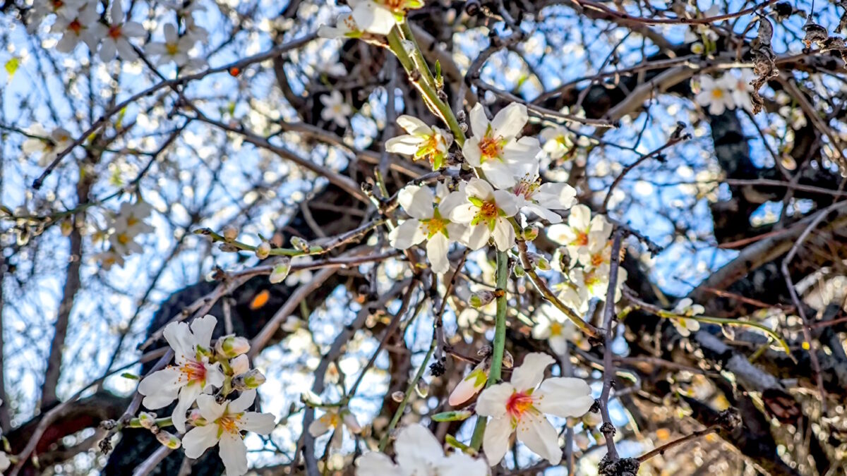 Ανθισμένη αμυγδαλιά