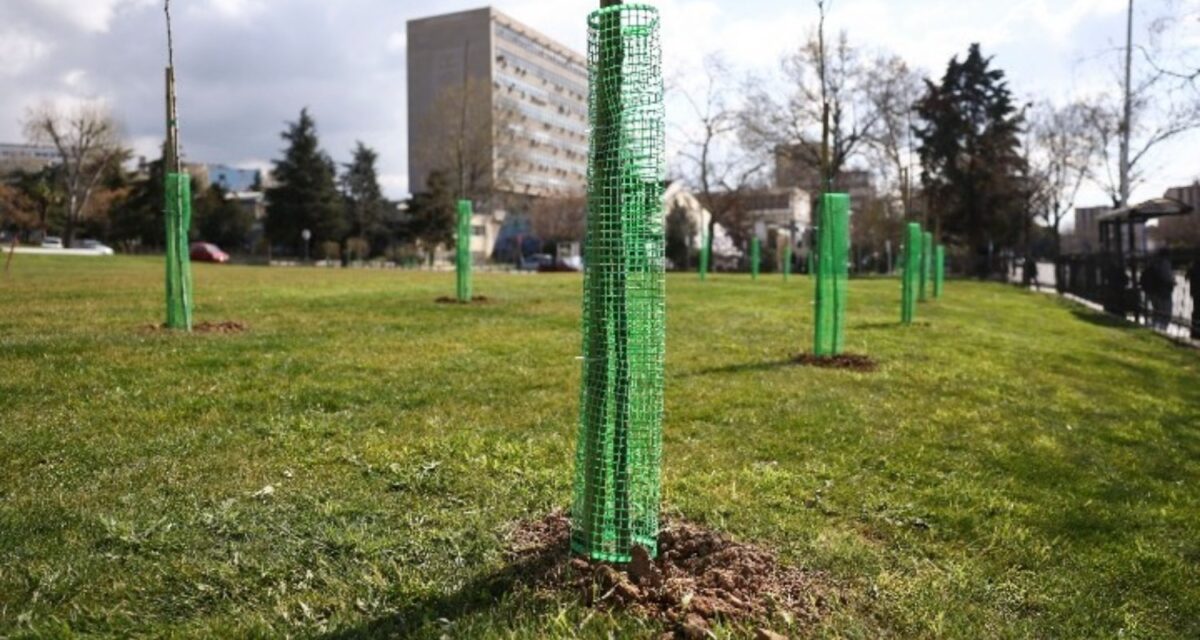 Τα δέντρα που φυτεύτηκαν στο ΑΠΘ
