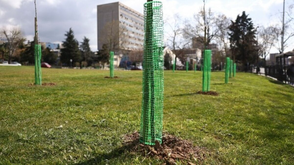 Τα δέντρα που φυτεύτηκαν στο ΑΠΘ