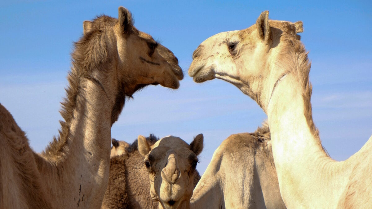 Καμήλες