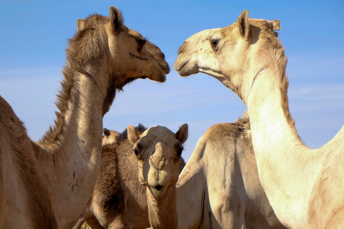 Καμήλες
