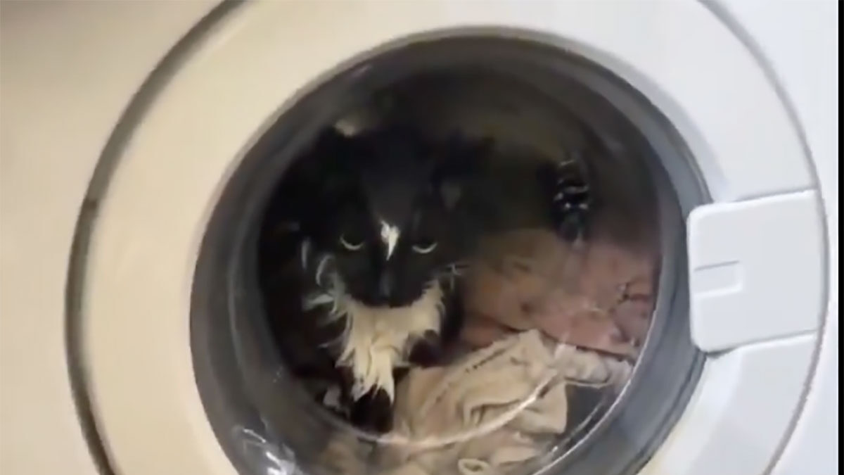 Έβαλε κατά λάθος τη γάτα στο πλυντήριο – Η επιχείρηση διάσωσης