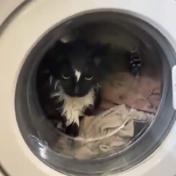 Έβαλε κατά λάθος τη γάτα στο πλυντήριο – Η επιχείρηση διάσωσης