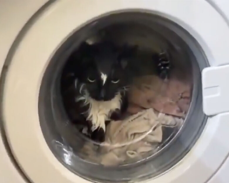 Έβαλε κατά λάθος τη γάτα στο πλυντήριο – Η επιχείρηση διάσωσης