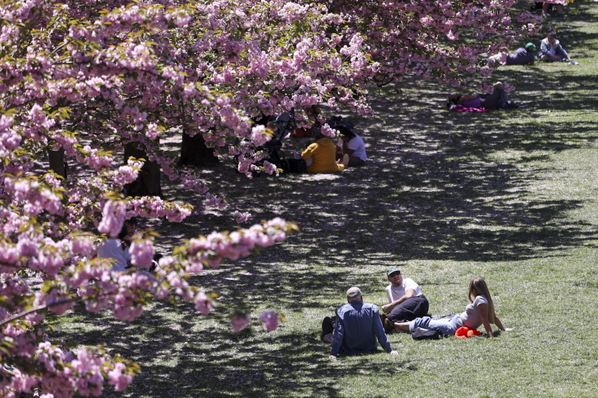 Κερασιές στην Ιαπωνία