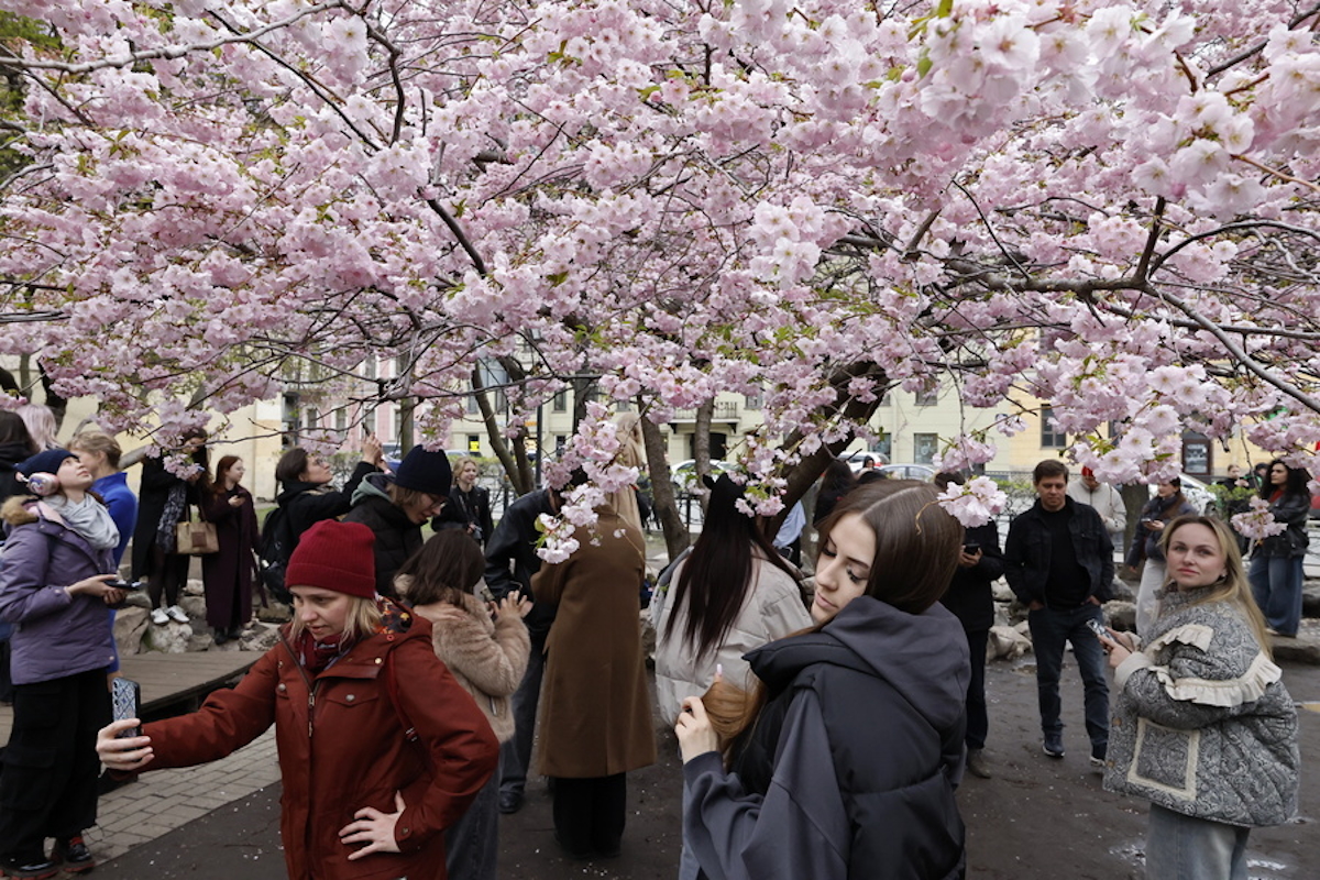 Κερασιές στην Ιαπωνία