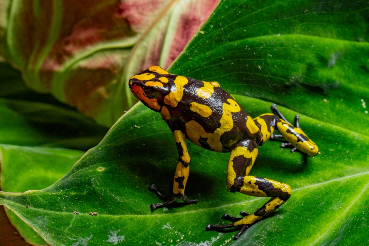 The Anchicaya Poison Dart Frog, Oophaga anchicayensis, an endangered species from Colombia.