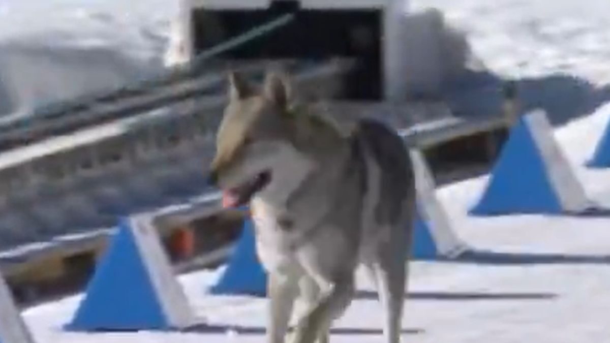 Σκύλος τερμάτισε μαζί με τις σκιέρ στους Χειμερινούς Ολυμπιακούς Αγώνες