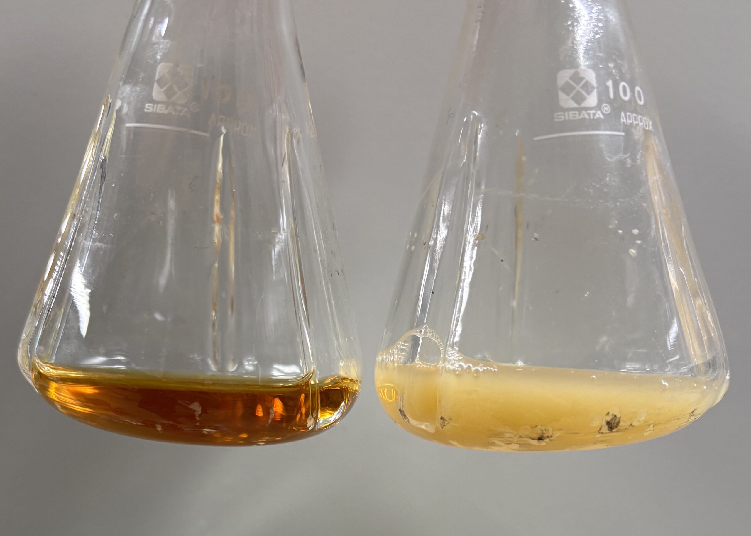 Φιάλες που περιέχουν καλλιέργειες τροποποιημένων βακτηρίων πριν (αριστερά) και μετά (δεξιά) την καλλιέργεια